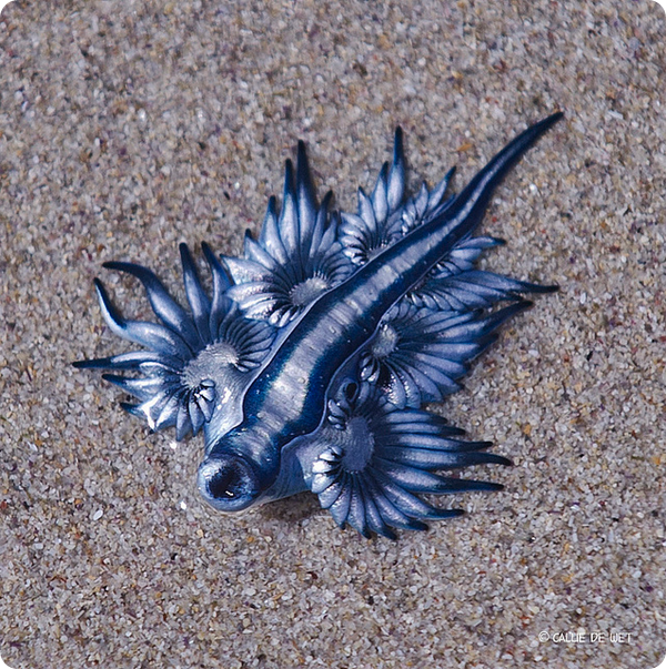 Голожаберный моллюск глаускус - "дракон".