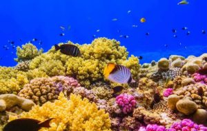 Живой коралловый риф в Красном море
