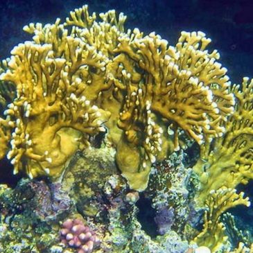 Кораллы Красного моря – видео очерк