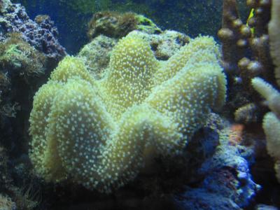 Коралл-саркофитон бежевого цвета