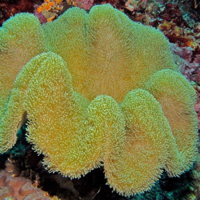 Коралл-саркофитон жёлтого цвета