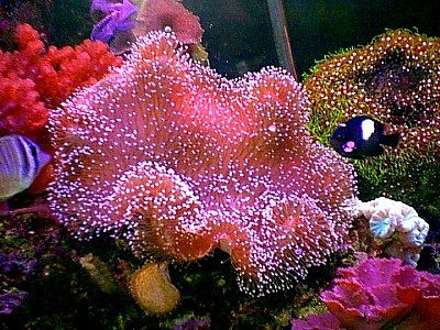 Коралл-саркофитон малинового цвета