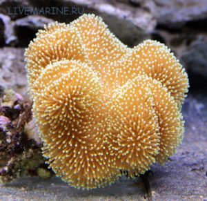 Коралл-саркофитон коричневого цвета