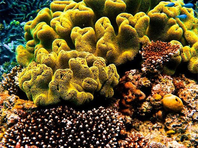 Известковый коралл Turbinaria