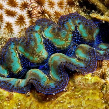 Тридакна – исчезающий моллюск Красного моря